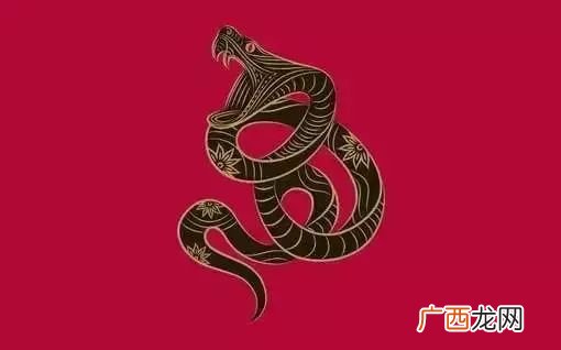 蛇排智商最高排第一位 最聪明的十二生肖排名第一