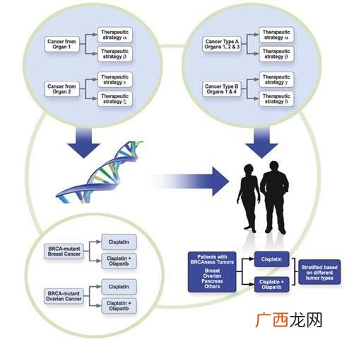 生物学的分类,生物分哪几个界?请把这些界详细说明一下？