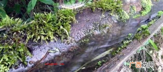 房外用以收集雨水的竹管 水笕是什么意思？