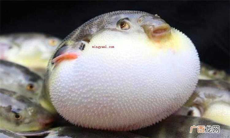 简略回应恰好是河豚欲上时的欲的意思 正是河豚欲上时的欲是什么意思