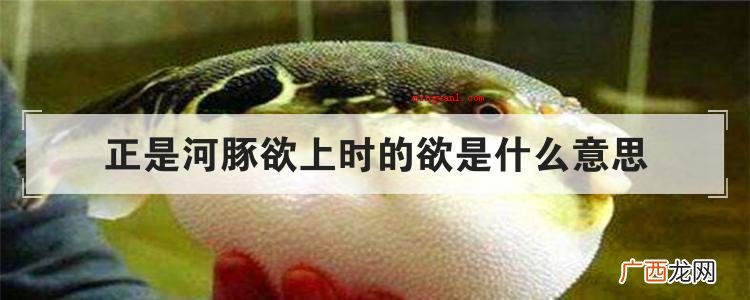 简略回应恰好是河豚欲上时的欲的意思 正是河豚欲上时的欲是什么意思