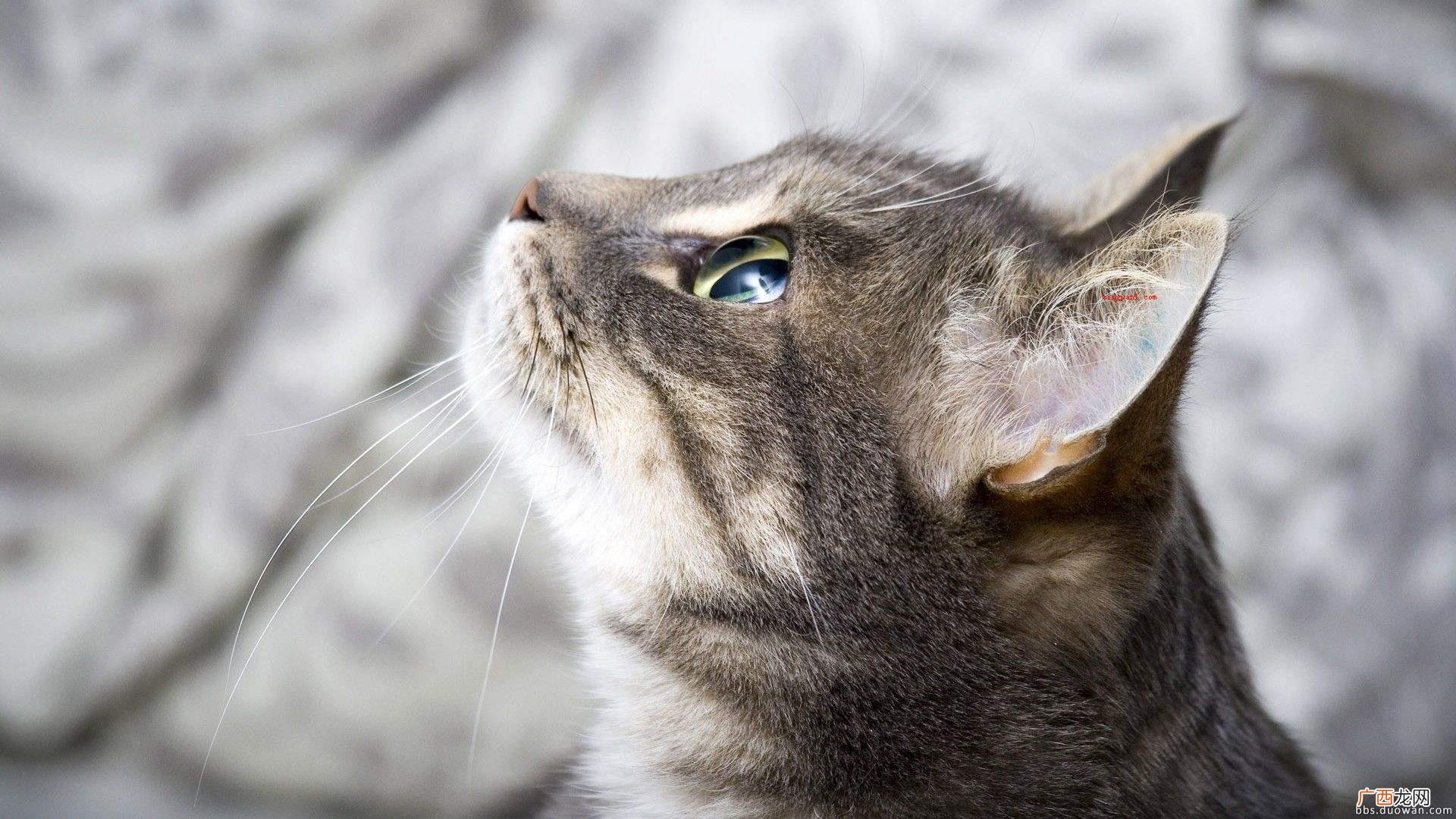 猫咪恨主子的十种主要表现 猫咪恨主人的十种表现是什么？