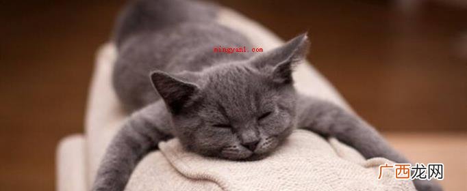 猫咪恨主子的十种主要表现 猫咪恨主人的十种表现是什么？