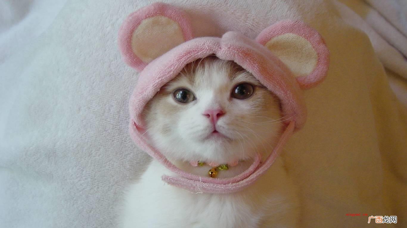 猫咪恨主子的十种主要表现 猫咪恨主人的十种表现是什么？