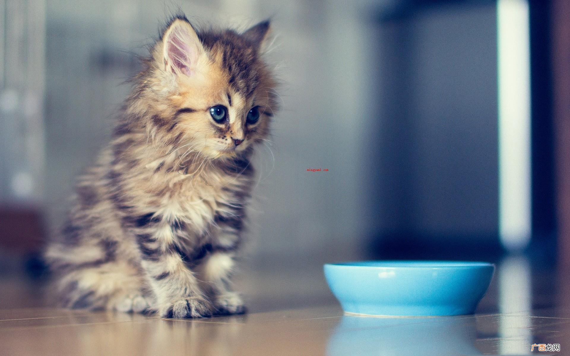 猫咪恨主子的十种主要表现 猫咪恨主人的十种表现是什么？