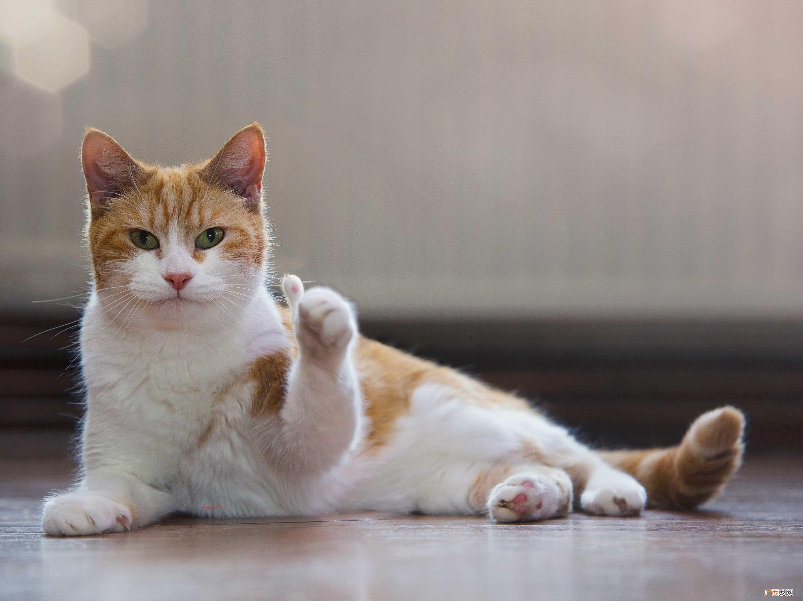 猫咪恨主子的十种主要表现 猫咪恨主人的十种表现是什么？