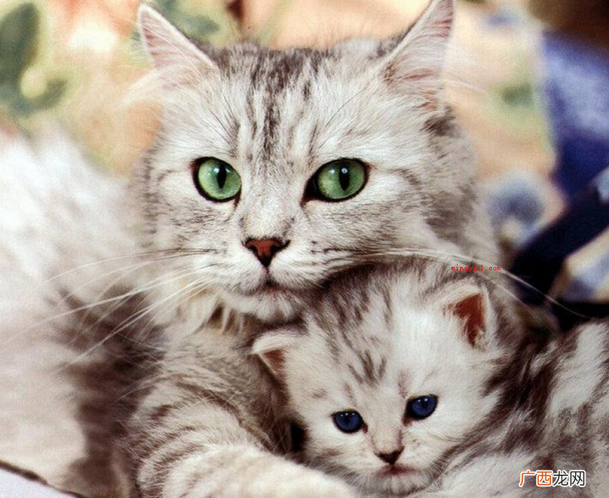 猫咪恨主子的十种主要表现 猫咪恨主人的十种表现是什么？