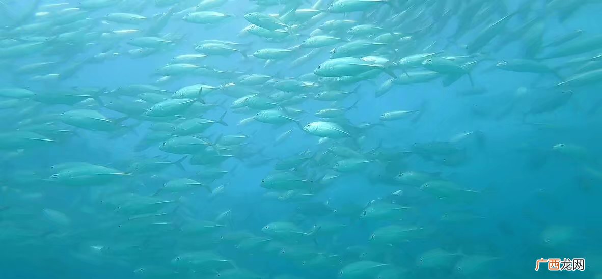 海洋性气候有什么特点,海洋性强弱是什么意思？
