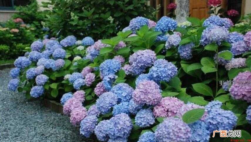 绣球花什么时候开花