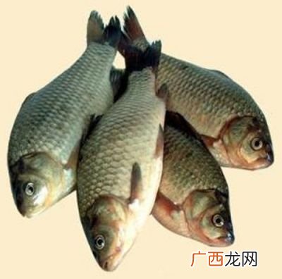 鲫鱼的做法,鲫鱼做法大全家常？