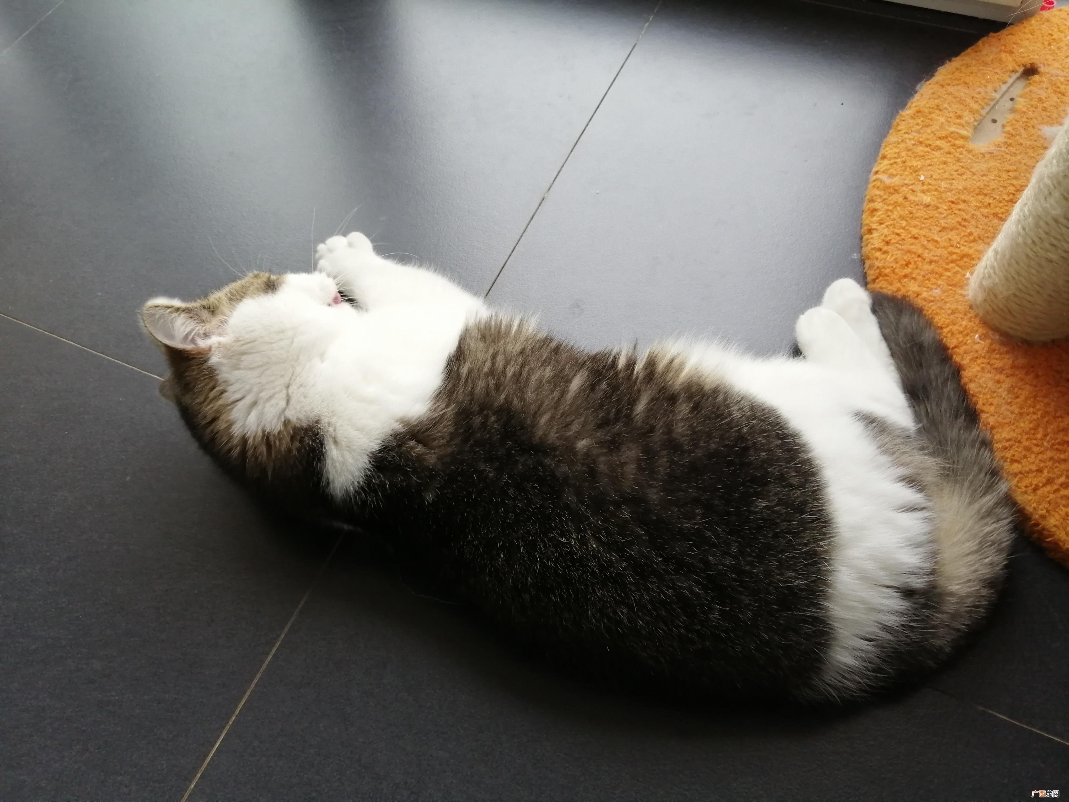 别担心，有可能是因为这些原因哦 猫咪掉毛严重怎么解决
