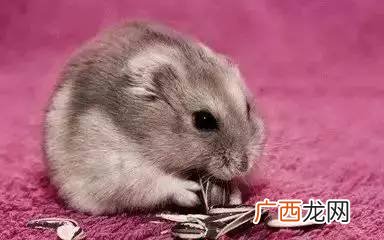 仓鼠叫是怎么回事,仓鼠为什么会发出吱吱声并且乱踢？