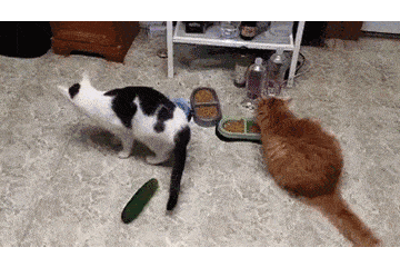 猫咪害怕这6件事 猫咪极度害怕的表现