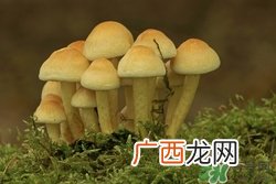 黄金菇怎么做好吃,金银菇的家常做法大全？