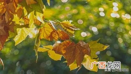 原文及翻译详解 夜书所见古诗的意思