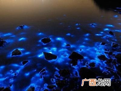 海洋蓝眼泪因为环境污染形成的吗 海边蓝眼泪是什么东西
