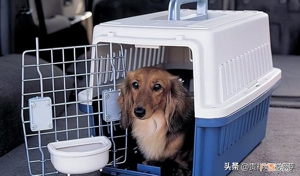 12306宠物托运的要求 宠物托运大概要多少钱