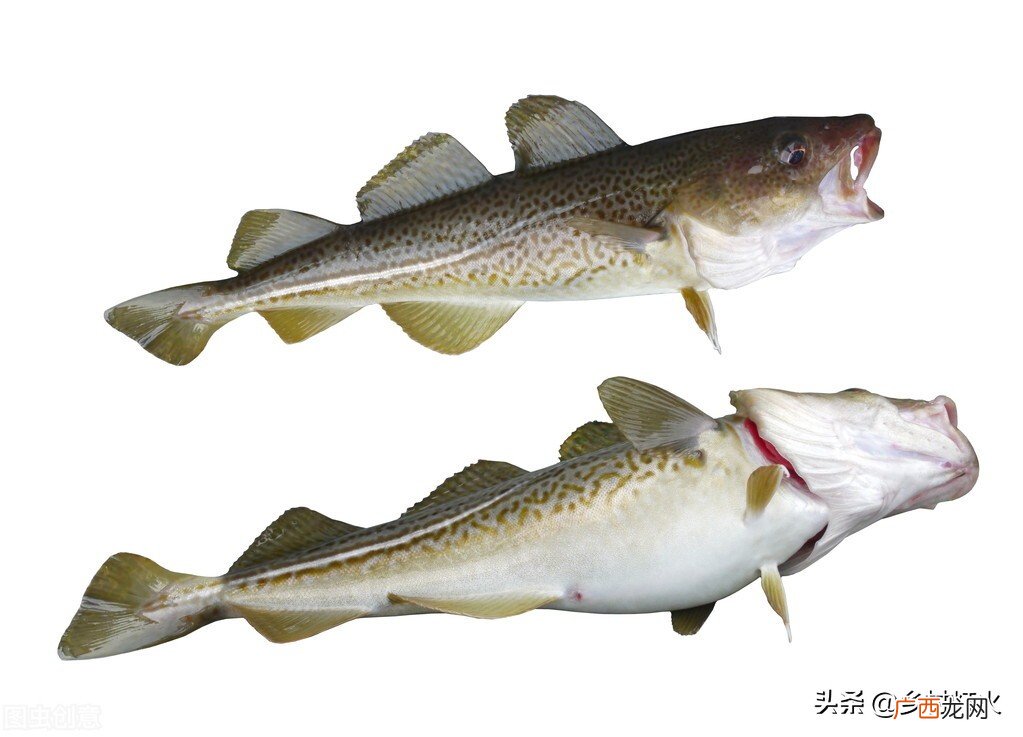 为什么市场上的鳕鱼都没有头 鳕鱼是海鱼还是淡水鱼