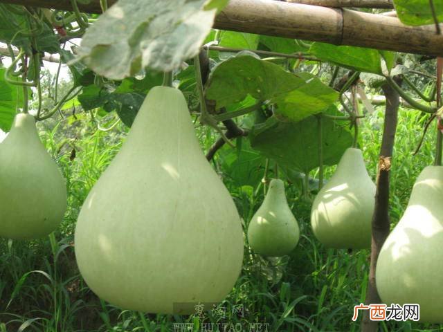 瓢葫芦瓜怎么做好吃,大瓢葫芦如何种植？