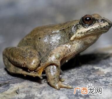 青蛙怎么做好吃,红烧青蛙武汉做法?
