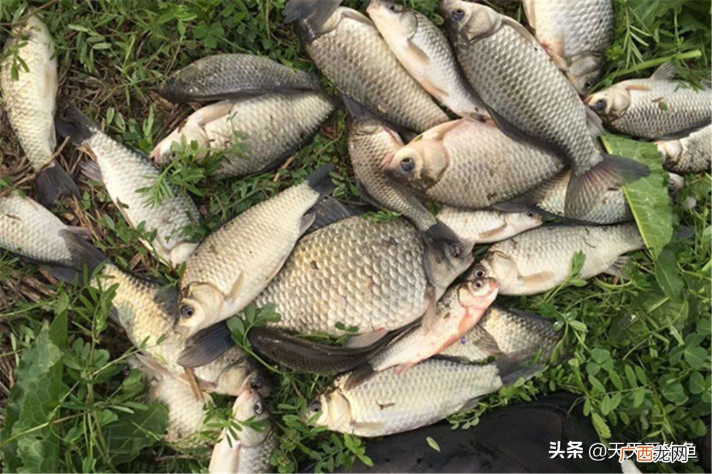 夏季钓鲫鱼的饵料技巧及注意事项 初夏如何钓大鲫鱼