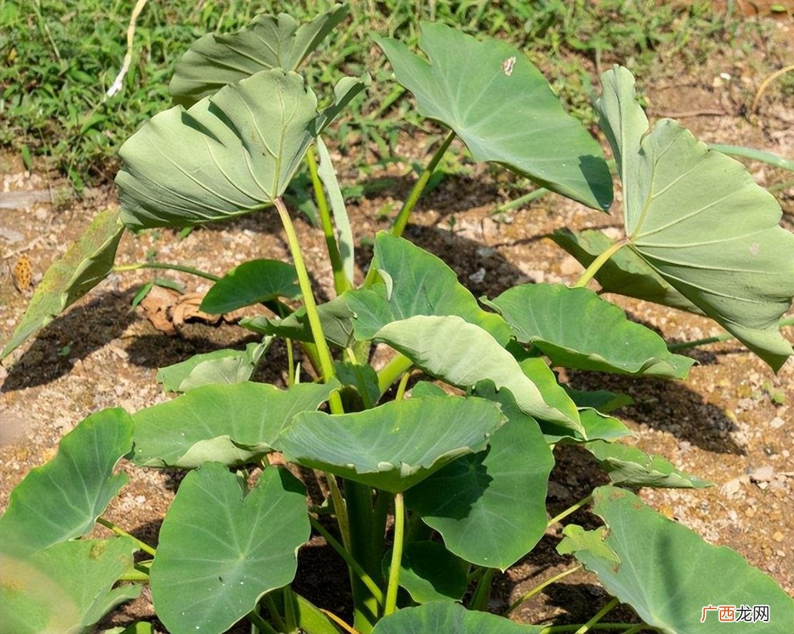 芋头的种植方法和种植要点是什么 芋头几月份种植