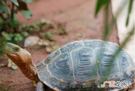乌龟冬眠假死是一种什么状态 乌龟假死和真死的区别