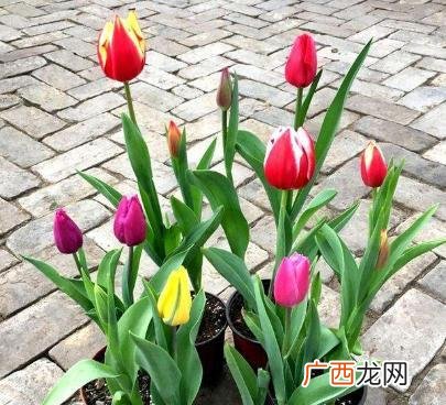 郁金香只能第一年开花吗 郁金香是一年生还是多年生植物