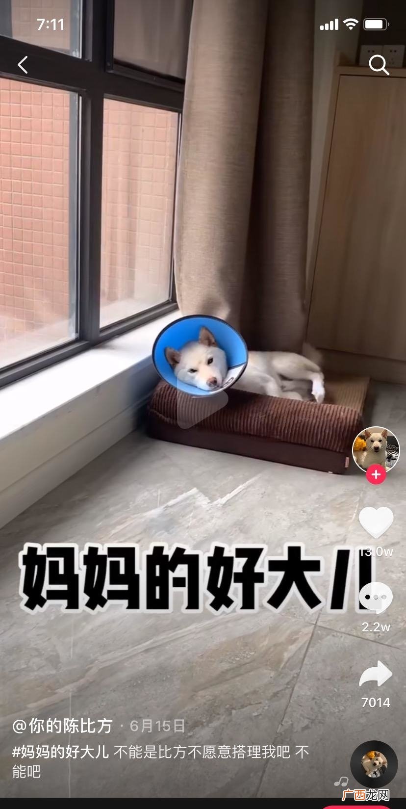 即妈妈的蠢小狗!真的狗,不是! 妈妈的好大儿是什么梗