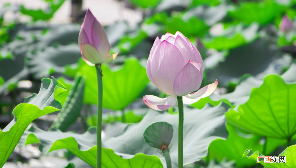 我国古代荷花的这些别称充满浪漫 荷花的别名叫什么名字