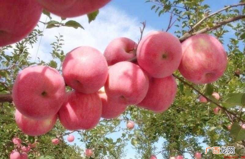 红富士形态特征有哪些
