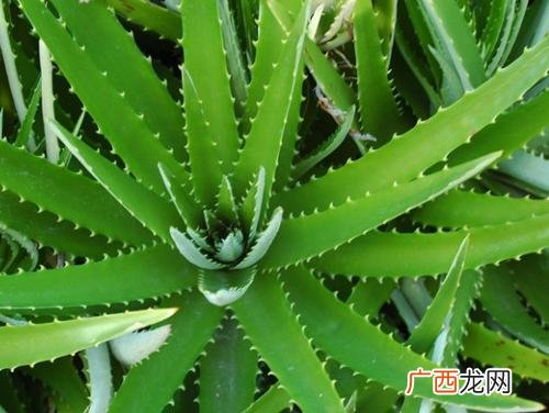 芦荟的介绍,芦荟品种介绍大全？