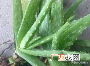 芦荟的介绍,芦荟品种介绍大全？