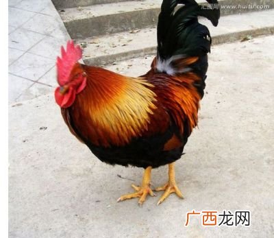 鸡是怎么受精的,鸡是怎样受精？