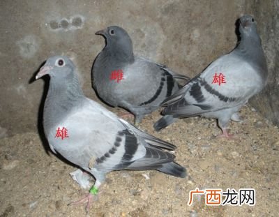 鸽子快速分公母的方法,两个公鸽子怎么区分？
