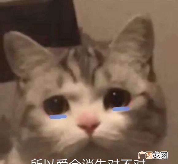 释意本年度生命扣问:所以爱会消失对不对? 所以爱会消失对不对是什么梗