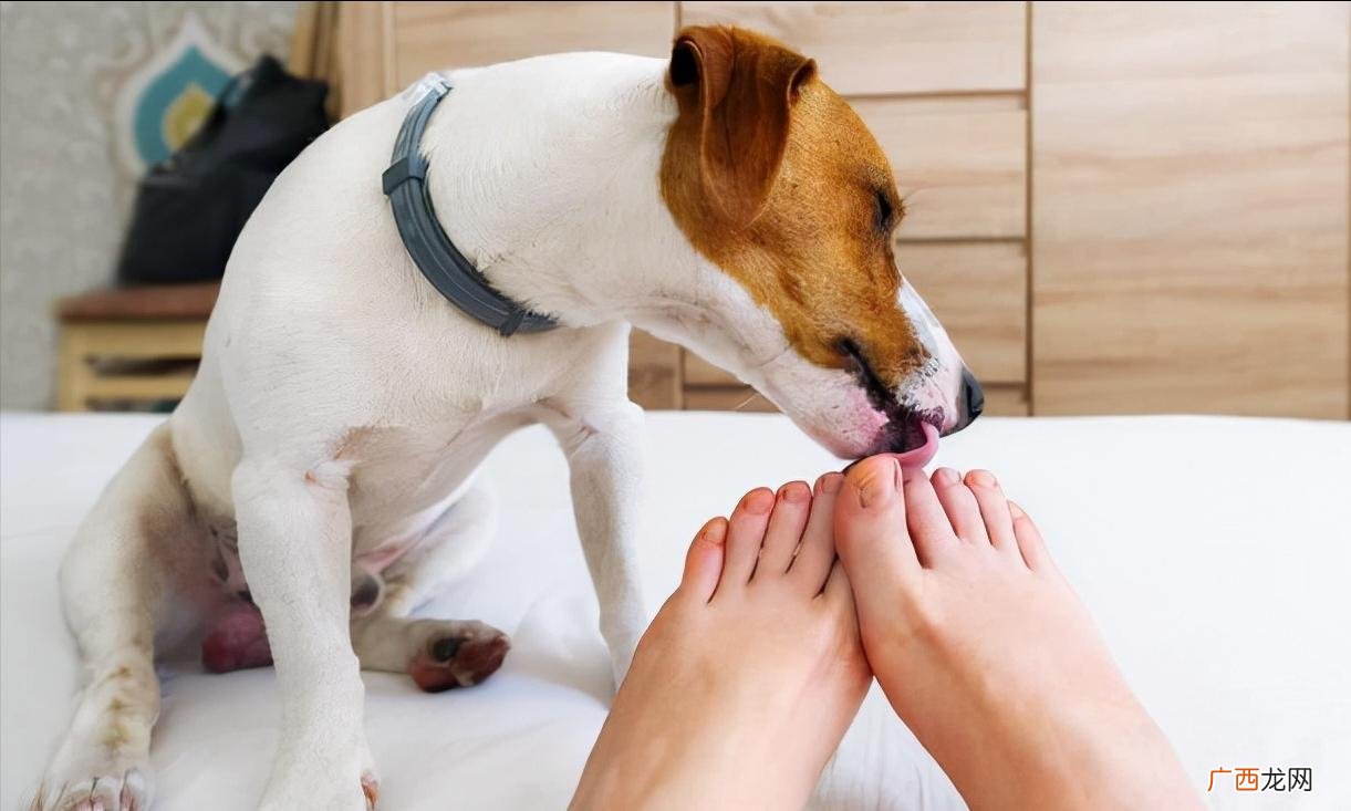 狗狗为什么会舔主人的手脚 狗狗舔主人手脚意味着什么