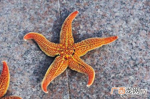 海星的吃法,自助里的海星怎么吃？