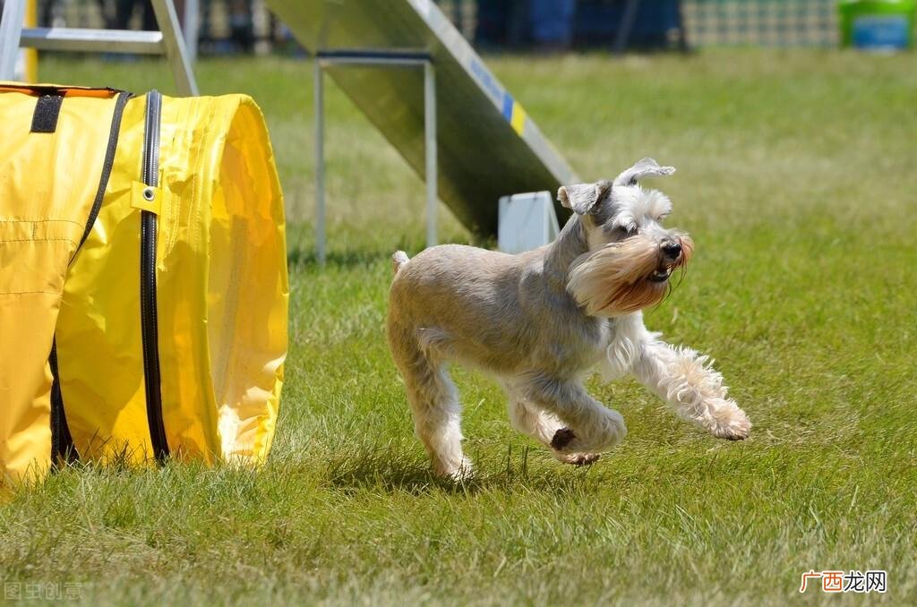 受欢迎的10种小型犬品种 宠物小犬狗种类名称及图片