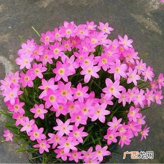 只做2步，叶子更多，开花更多 风雨兰怎么养