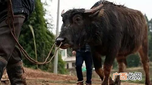 金钱肚是牛的哪个部位,“牛百叶”和“千层肚”有什么区别?