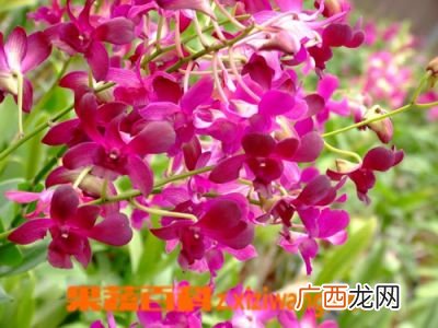 石斛兰花怎么养殖方法,用兰花种植料种植石斛可以吗？