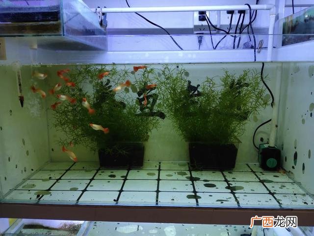 孔雀鱼合缸的注意事项 孔雀鱼小鱼多久能和大鱼一起
