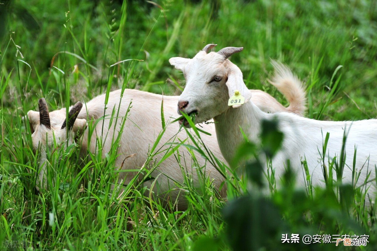 养羊就是个坑十个就有九个亏是怎么回事