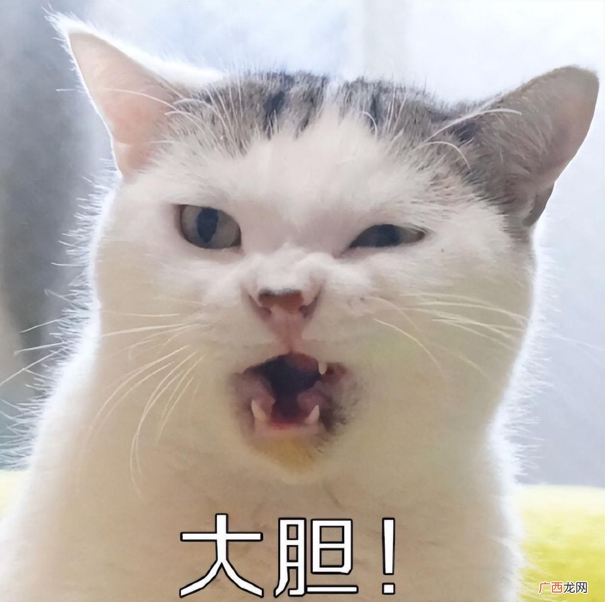 这4种报复性强的猫，几乎没人敢养 什么猫报复心强