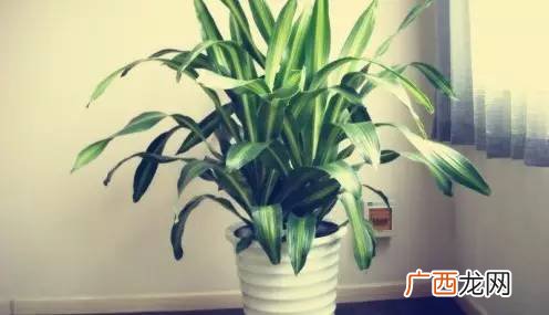 适合客厅摆放的十大旺财植物 客厅摆放什么植物最好
