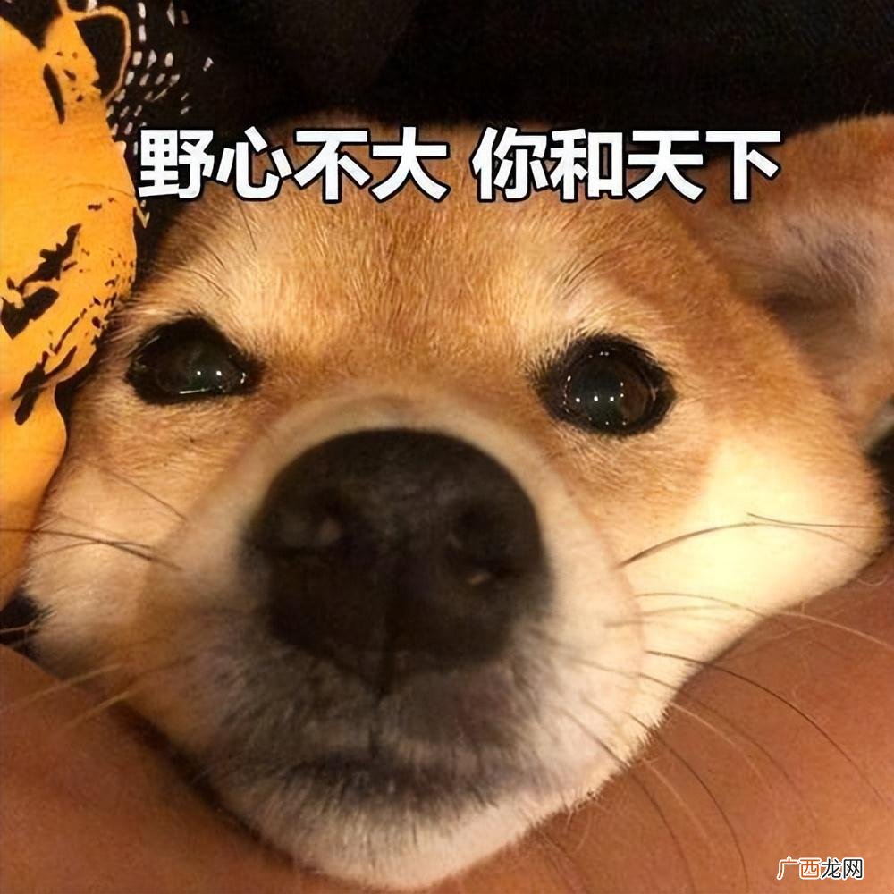 柴犬越爱你，以下行为越明显 柴犬承认你是主人表现