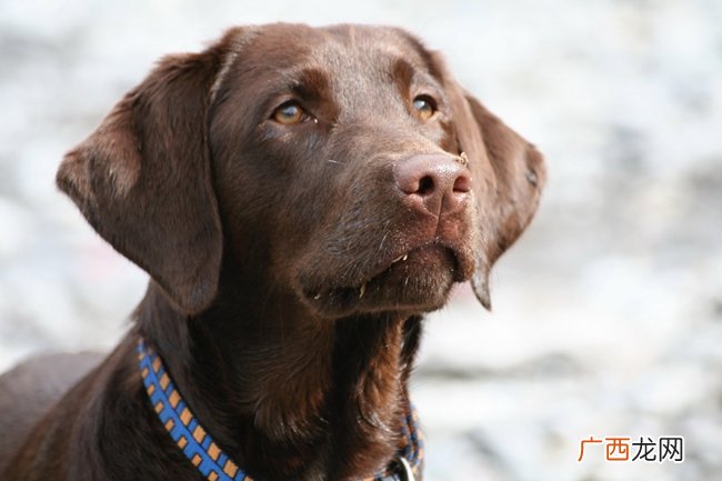 拉布拉多犬几个月训练最好 拉布拉多犬最佳训练期