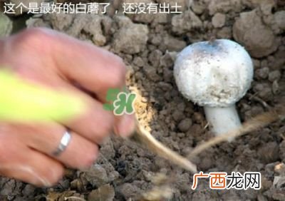 白蘑菇怎么洗才干净,口蘑怎样洗？要泡吗？