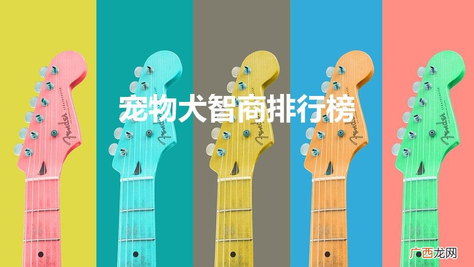 宠物犬智商排行榜（宠物犬智商排行榜小型)